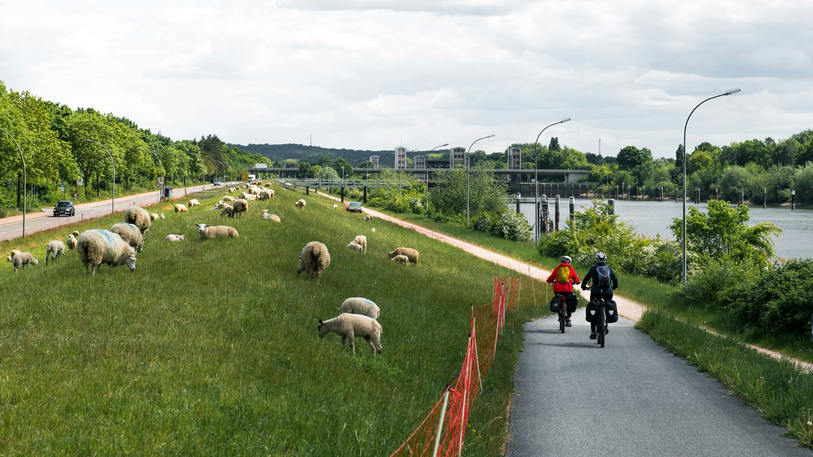 Twee fietsers op een dijkpad langs een rivier met schapen